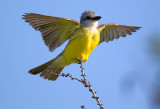 Couchs Kingbird