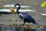 Anhinga with Fish