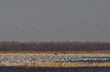 Snow Geese