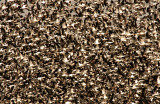 Snow Geese at Squaw Creek NWR
