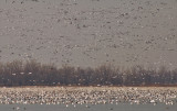 Snow Geese