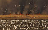 Snow Geese