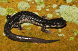 Northern Slimy Salamander