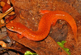 Blue Ridge Spring Salamander
