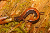 Southern Red-backed Salamander