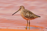 Long-billed Dowitcher