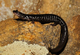 Southern Appalachian Salamander