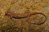 Blue Ridge Dusky Salamander