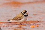 Semiplamated Plover