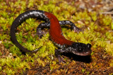 Yonahlossee Salamander