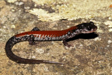 Yonahlossee Salamander