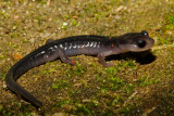 Blue Ridge Gray-cheeked Salamander