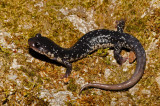 White-spotted Slimy Salamander