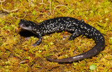Northern Slimy Salamander