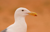 Western Gull