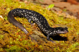 Northern Slimy Salamander