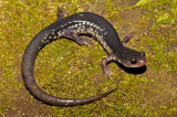 Chattahoochee Slimy Salamander