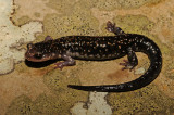 Rich Mountain Salamander