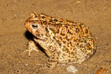 Woodhouse Toad