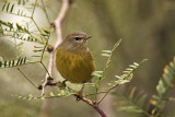 Orange-crowned Warbler