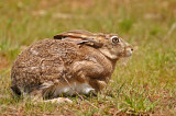 Black-tailed Jackrabbit