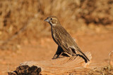 Lark Bunting