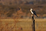 White-tailed Kite