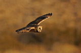 Short-eared Owl