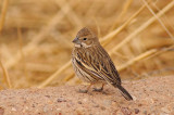 Lark Bunting