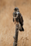 Rough-legged Hawk