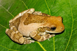 Veined Treefrog