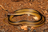 Schmidts Black-striped Snake