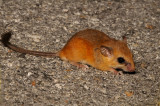 Yucatan Vesper Mouse