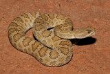 Grand Canyon Rattlesnake