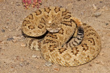 Great Basin Rattlesnake