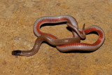 Smiths Black-headed Snake