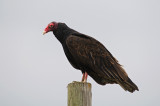 Turkey Vulture