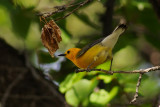 Prothonotary Warbler