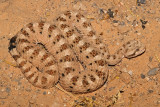 Mohave Desert Sidewinder