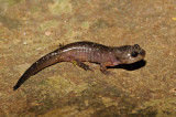 Mole Salamander
