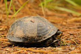 Eastern Box Turtle