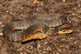 Banded Watersnake