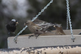 All 3 Rosy-Finches
