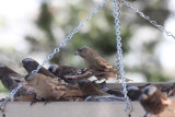 All 3 Rosy-Finches