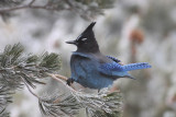 Stellers Jay