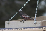 Black Rosy-Finch