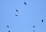 Chihuahuan Ravens