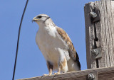 Ferruginous Hawk