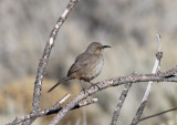 Curve-billed Thrasher