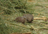 Ruddy Ground-Doves